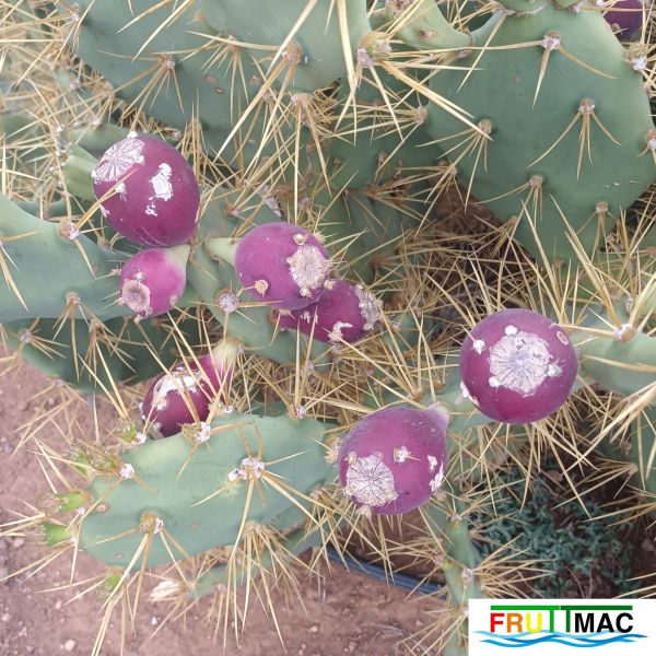 Archivo:485imageIMG 20250408 161543.111.jpg