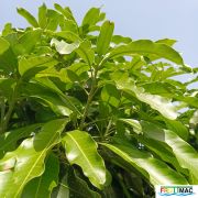 621imageIMG 20240716 114243(1).jpg