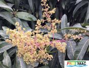 624imageIMG 3969.JPG