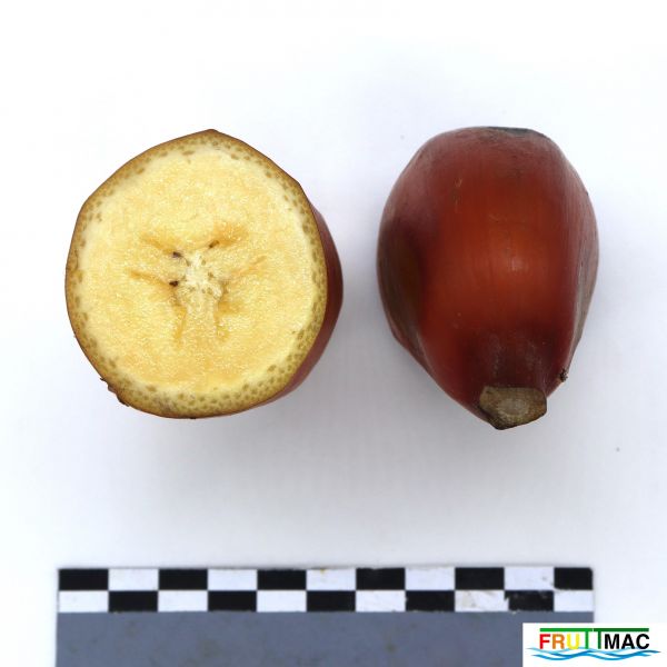 Archivo:1021imageIMG 8581.111.JPG