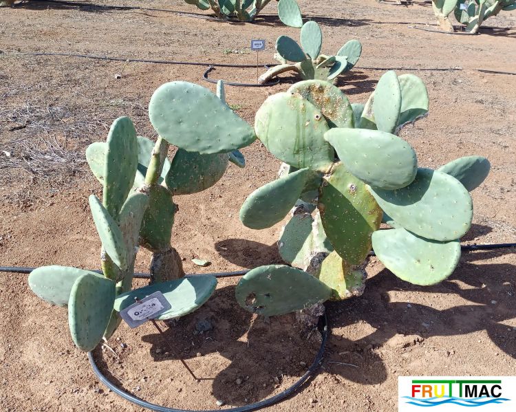 Archivo:991imageIMG 20241218 125130.1.jpg