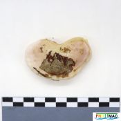 67imageIMG 2198.JPG