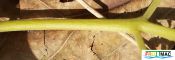 401imageLA.TS001 LENTICELAS FLOR NUEVO (2)min.jpg