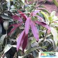 634imageIMG 3885.JPG