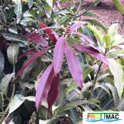 634imageIMG 3885.JPG