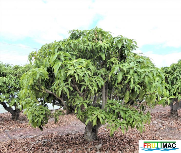 Archivo:112imageP1230268 (3).JPG