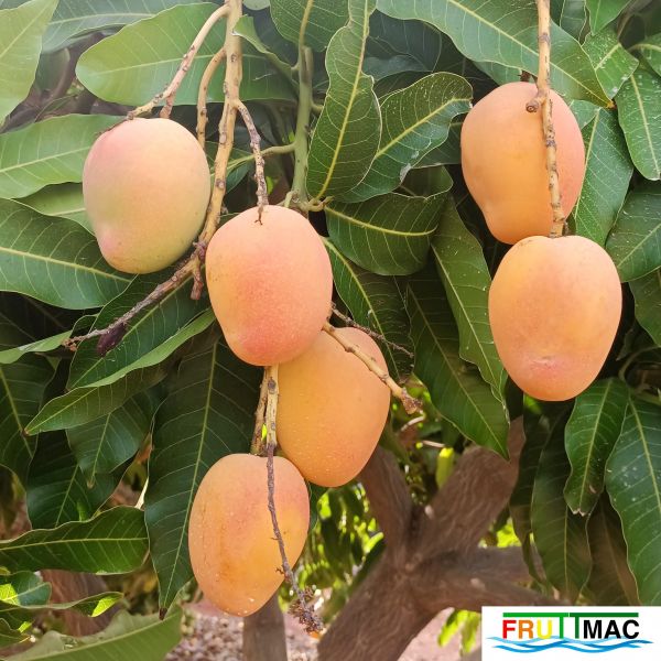 Archivo:611imageIMG 20240716 103537(1).jpg