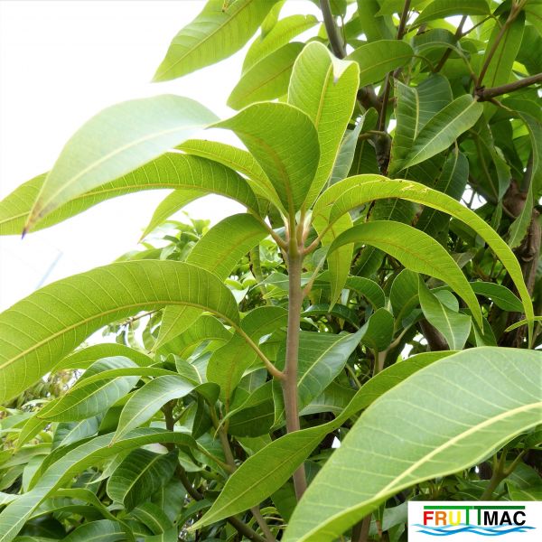 Archivo:112imageP1230280 (2).JPG