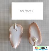 821imageMV.CV011 SEMILLA PARTIDAmin.jpg