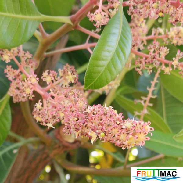 Archivo:627imageIMG 20241230 114451.111.jpg