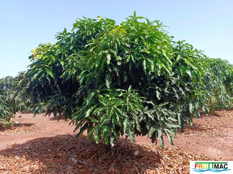 Archivo:621imageIMG 20240716 114159(1).jpg