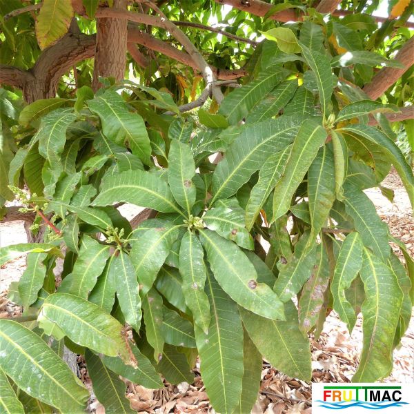 Archivo:68imageP1240140 (2).JPG