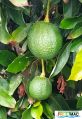 680imageLA.TS007 Fruta en rbol (2).jpg