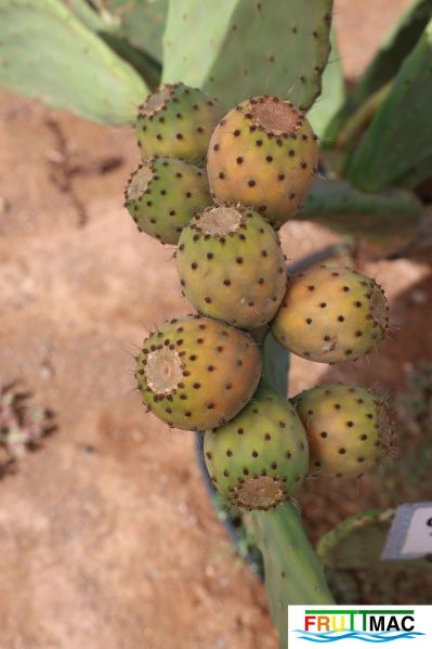 Archivo:991imageIMG 1408.jpg