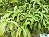 440imageP1230289 (4).jpg