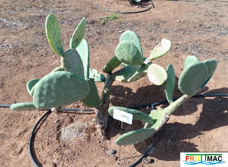 Archivo:991imageIMG 20241218 125103.1.jpg