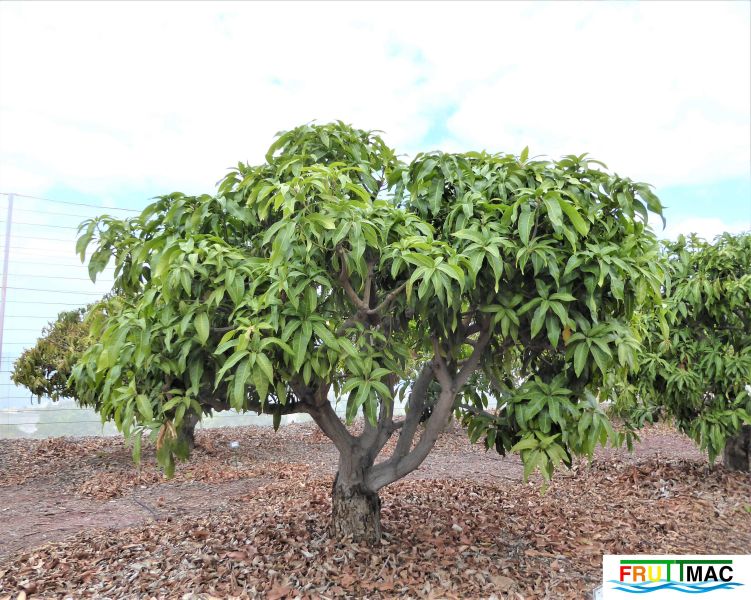 Archivo:112imageP1230278 (2).JPG