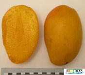 71imageGolden Lippens IMG 4030.jpg
