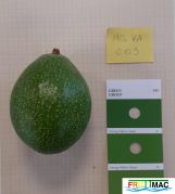 791imageMO.VA003 Fruto carac (2).jpg