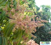 105imageOtts P1030211 (4).jpg