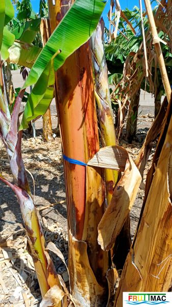 Archivo:1021imageIMG 20250321 112655.111.jpg