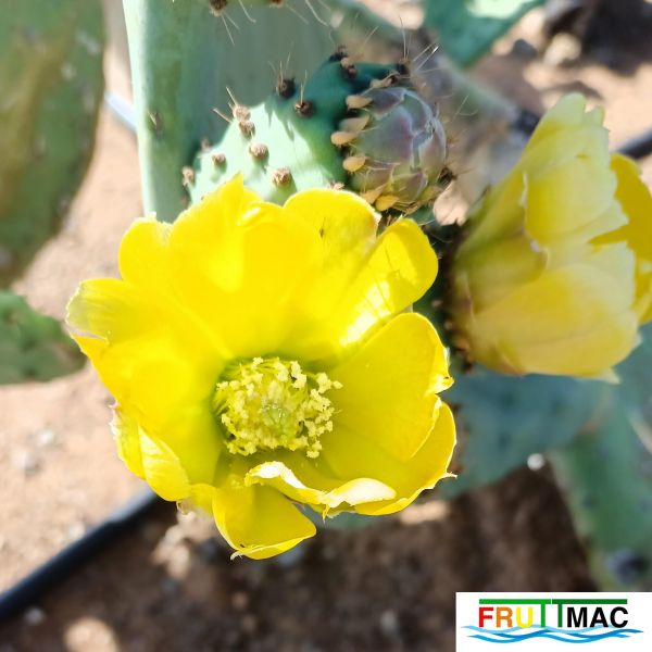 Archivo:991imageIMG 20250521 102200.111.jpg