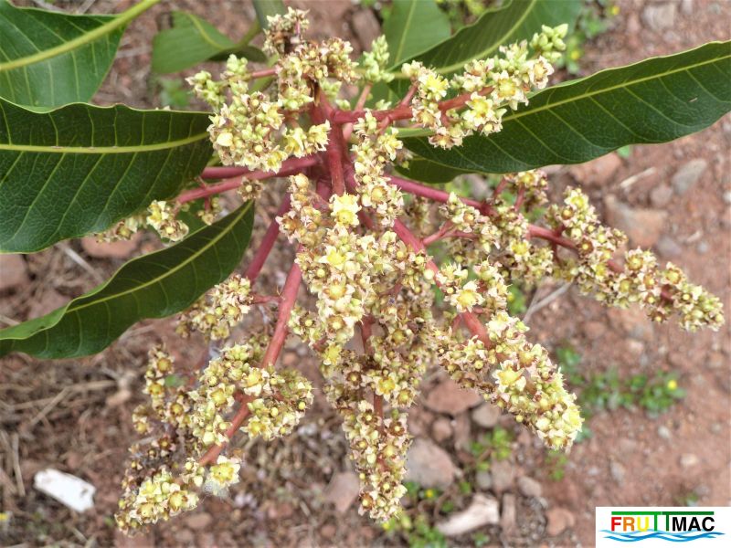 Archivo:68image3C Filipino P1080771 (2).jpg