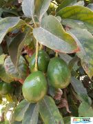 738imageSB.DJ009 Frutos en arbol (1).jpg