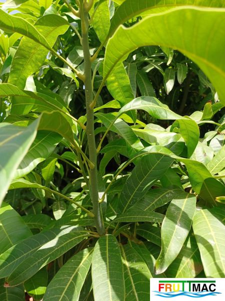 Archivo:624imageIMG 20240716 114555(1).jpg