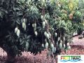 100imagearbolfruta.JPG