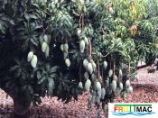 100imagearbolfruta.JPG