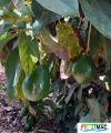 738imageSB.DJ009 Frutos en arbol (3).jpg