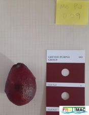 810imageMO.PU009 FRUTO.jpg