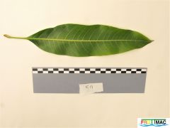 440imageIMG 0529 (3).JPG