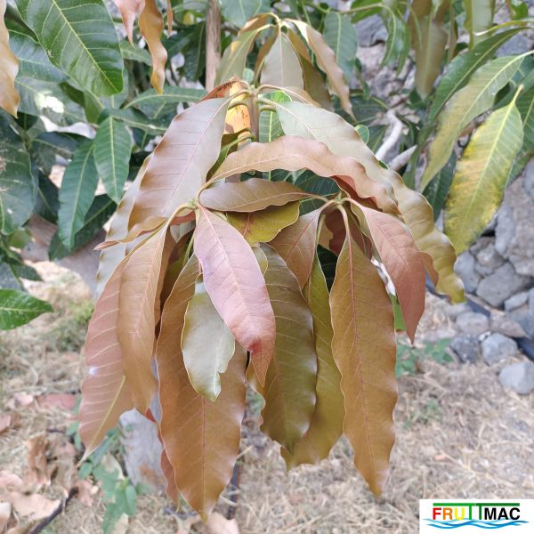 Archivo:611imageIMG 20240717 090104(1).jpg