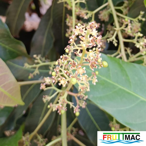 Archivo:621imageIMG 20241230 124344.66.jpg