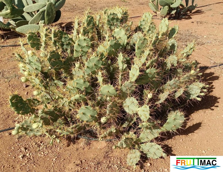 Archivo:485imageIMG 20241218 124508.1.jpg