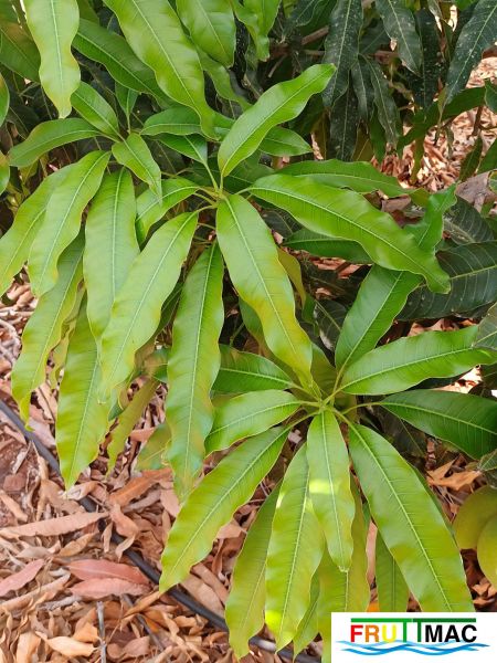 Archivo:625imageIMG 20240716 114658(1).jpg