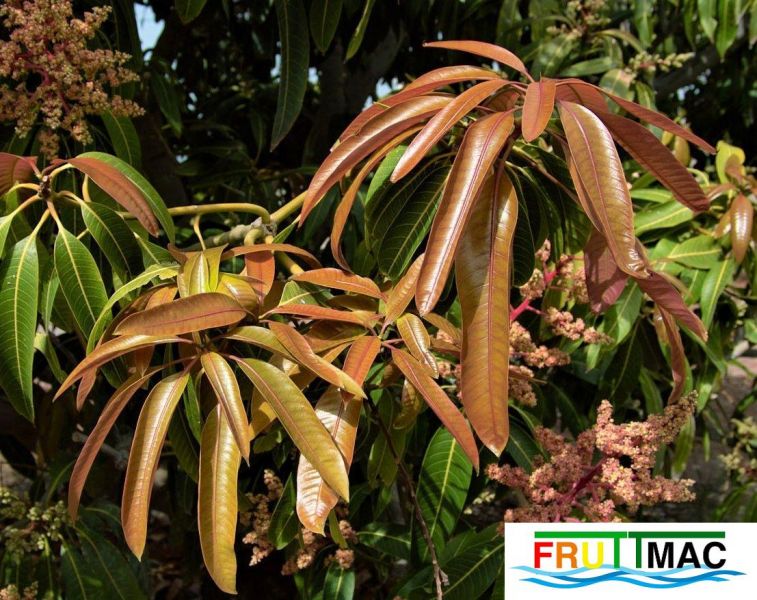 Archivo:440imageTommy Atkins SDIM4384 (3).jpg