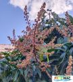 629imageIMG 20250120 110159.1111.jpg