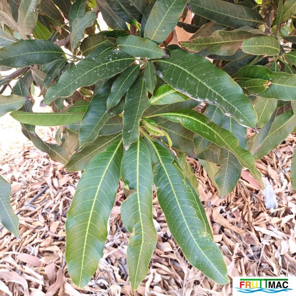 Archivo:621imageIMG 20240716 114211(1).jpg