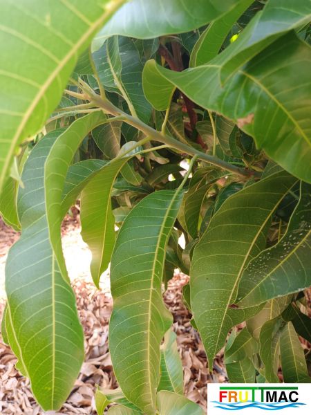 Archivo:628imageIMG 20240716 115246(1).jpg