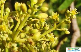 743imageSB.LJ007 flora INFLORESCENCIA (2).jpg