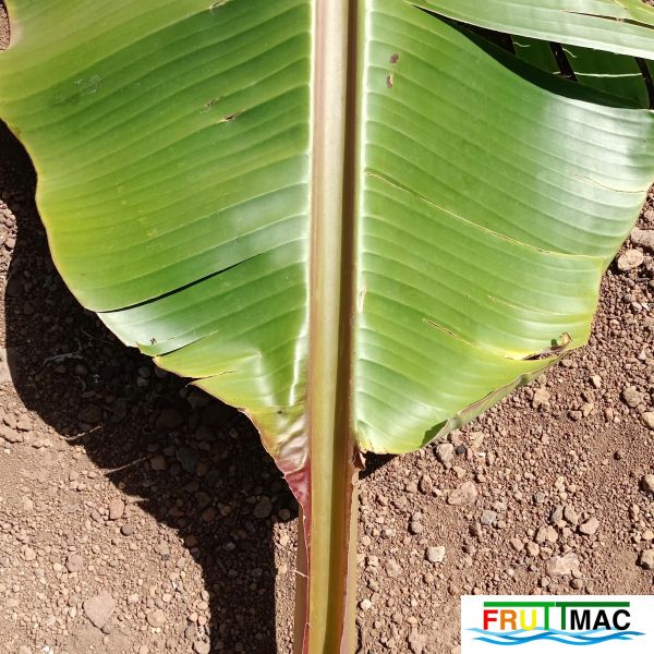 Archivo:1021imageIMG 20250321 114110.111.jpg