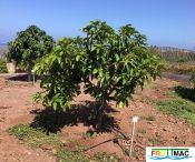 632imagerapoarbol.jpg