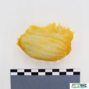56imageIMG 3474.JPG