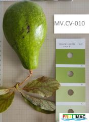 820imageMV.CV010 FRUTOmin.jpg