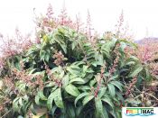 633imageIMG 3889.JPG