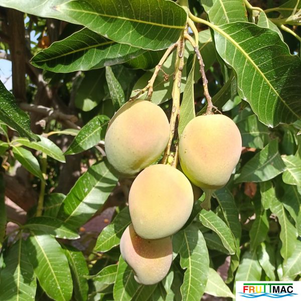 Archivo:611imageIMG 20240716 103520(1).jpg