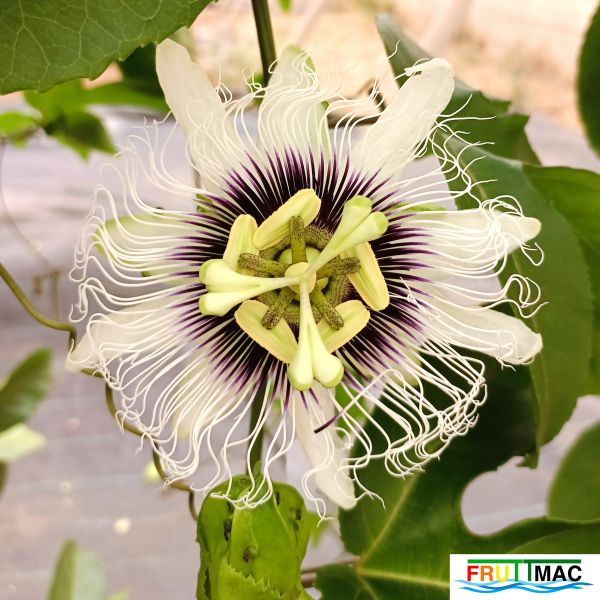 Archivo:895imageIMG 20240819 164132.jpg